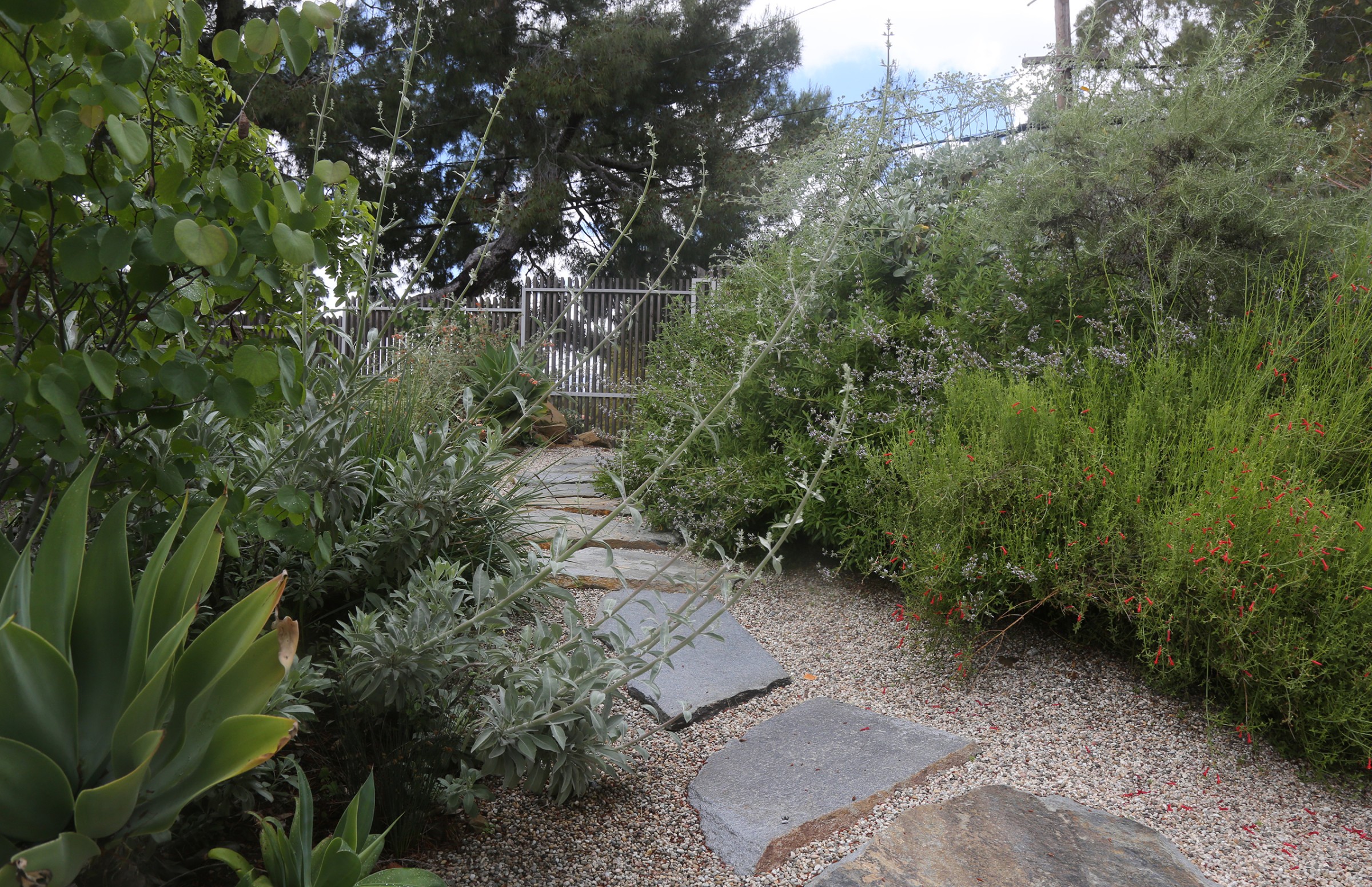 Echo Park Lake Rehabilitation — Segal Shuart Landscape Architects